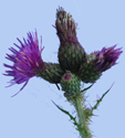 Cirsium palustre