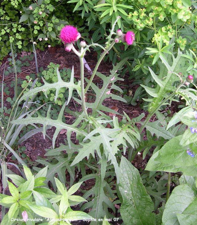 Cirsium rivulare 'Atropupureum'