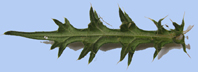 revers de la feuille d'un Cirsium vulgare