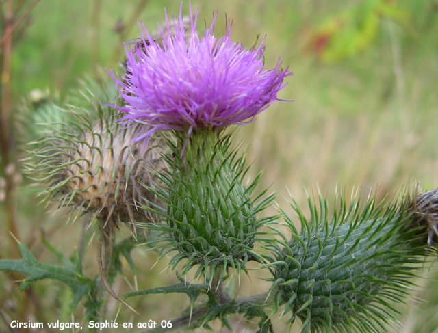 Cirsium vulgare