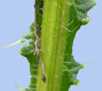 Cirsium vulgare