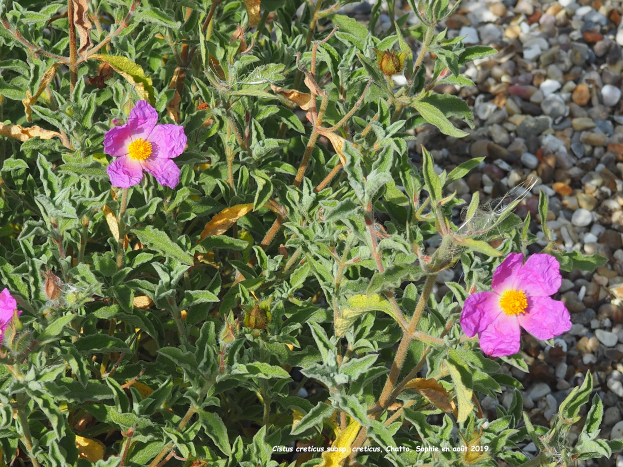 Cistus creticus