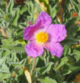Cistus creticus