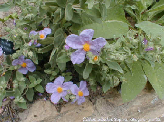 Cistus albidus