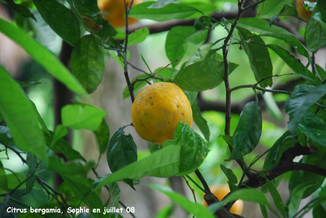 Citrus x aurantium susp. bergamia