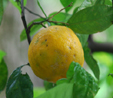 Citrus aurantium ssp. bergamia
