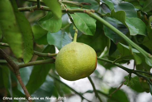 Citrus maxima