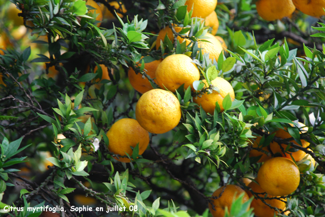 Citrus x aurantium 'Myrtifolia'