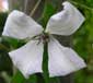 Clematis 'Alba Luxurians'