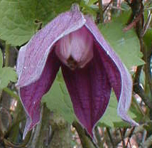 Clematis 'Brunette'