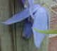 abelia