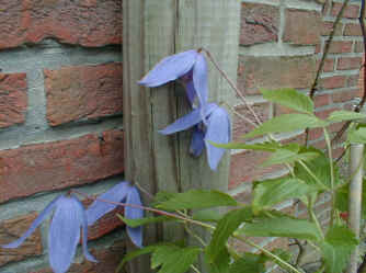 Clematis 'Helsinborg'