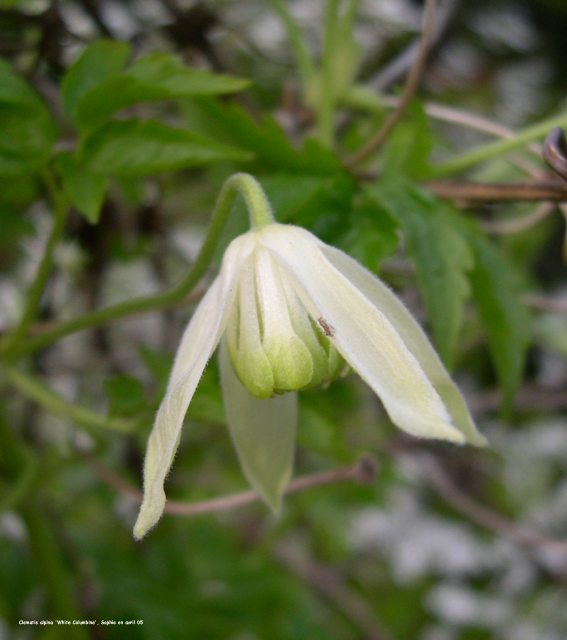 Clematis 'White Columbine'