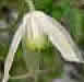 Clematis 'White Columbine'