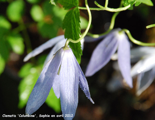 Clematis 'Columbine'