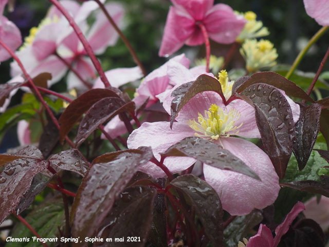 Clematis 'Fragrant Spring'