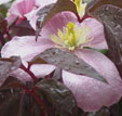 Clematis 'Fragrant Spring'