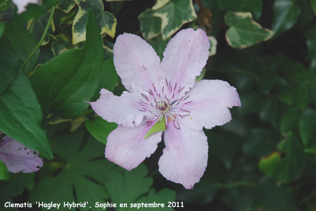 Clematis 'Hagley Hybrid'