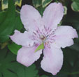 Clematis 'hagley Hybrid'