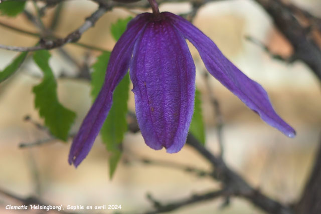 Clematis 'Helsinborg'