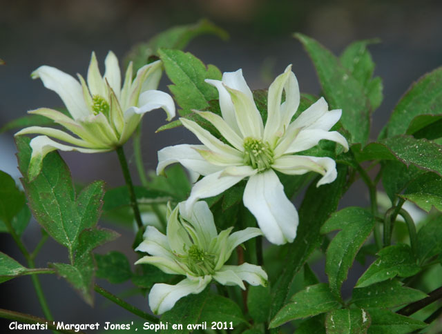 Clematis 'Margaret Jones'