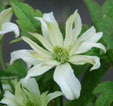 Clematis 'Margaret Jones'