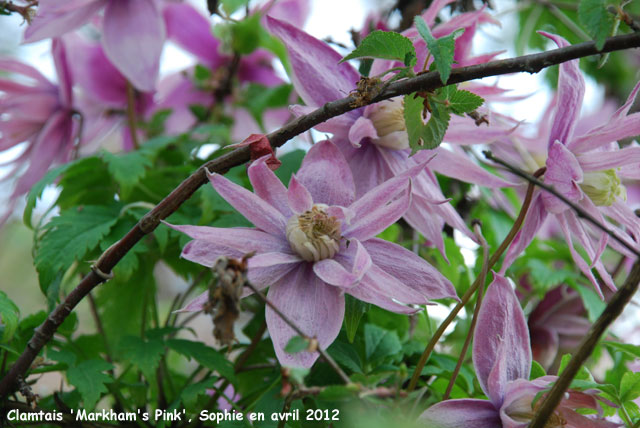 Clematis 'Markham's Pink'