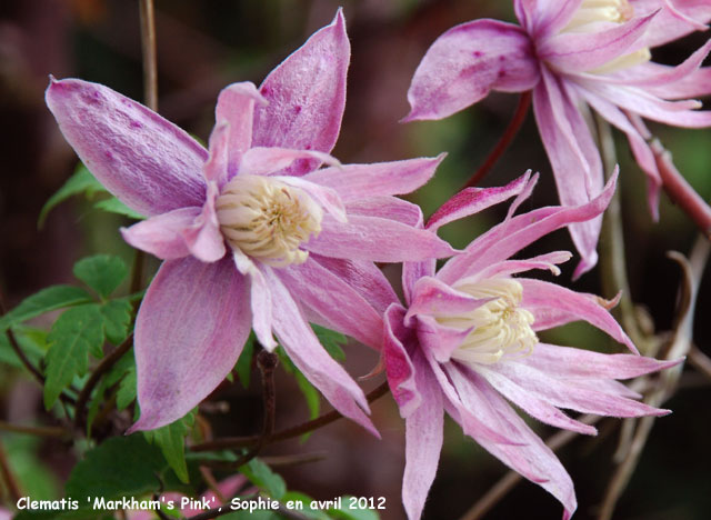 Clematis 'Markham's Pink'