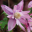 Clematis 'Markham's Pink'