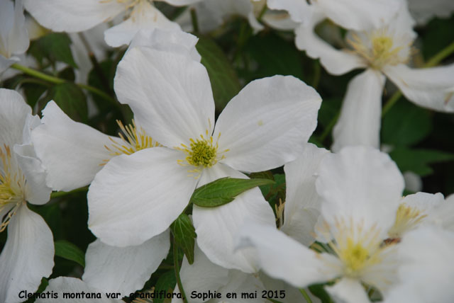 Clematis montana var. grandiflora