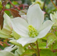 Clematis 'Morning Yellow'