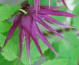 Clematis 'Octopus'