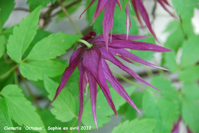 Clematis 'Octopus'