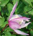 Clematis 'Pink Flamingo'