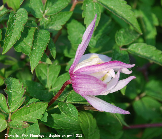 Clematis 'Pink Flamingo'