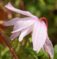 Clematis 'Pink Princess'