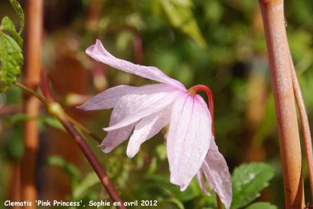 Clematis 'Pink Princess'