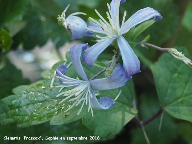 Clematis 'Praecox'