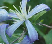 Clematis 'Praecox'