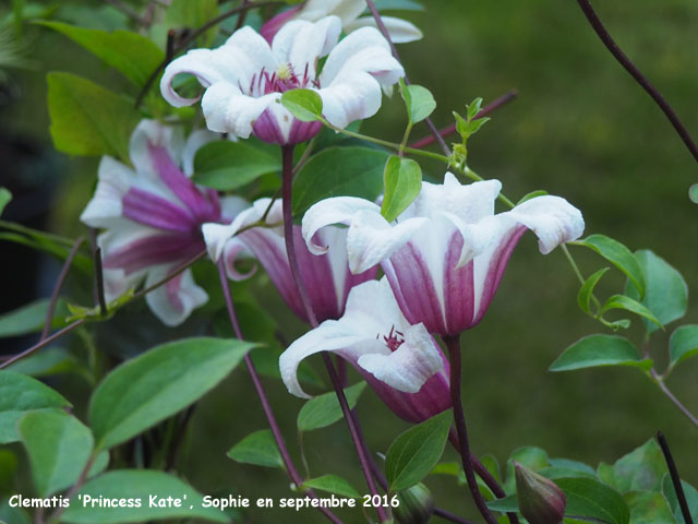 Clematis 'Zoprika'