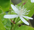 Clematis terniflora