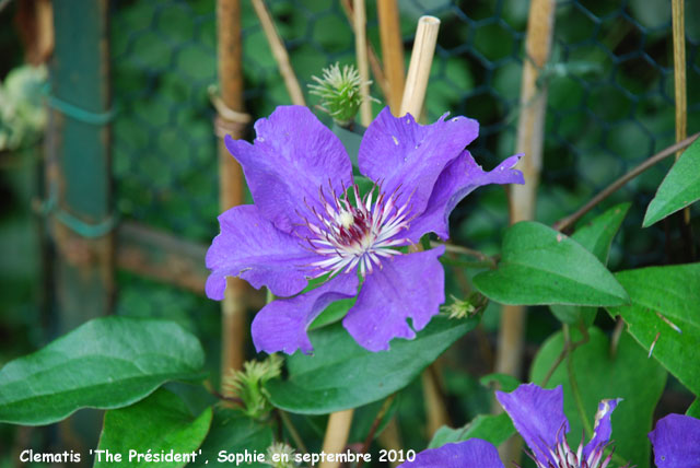 Clematis 'The President'