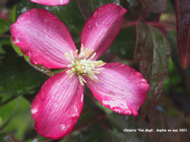 Clematis 'Van Gogh'