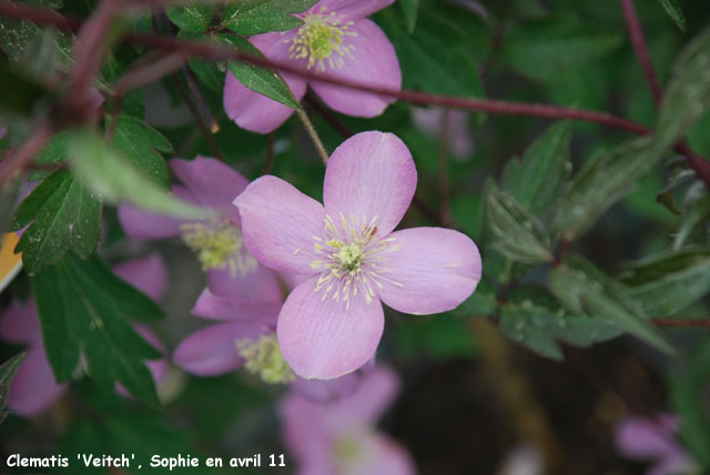 Clematis montana 'Veitch'