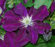 Clematis 'Warszawska Nike'