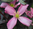 Clematis 'Van Gogh'