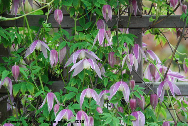 Clematis 'Willy'