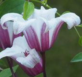 Clematis 'Zoprika'