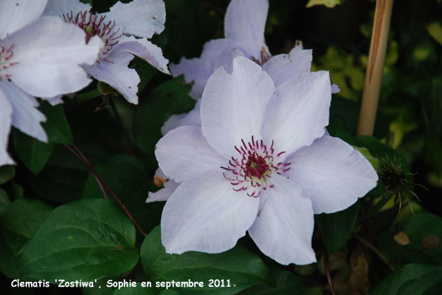 Clematis 'Zostiwa'