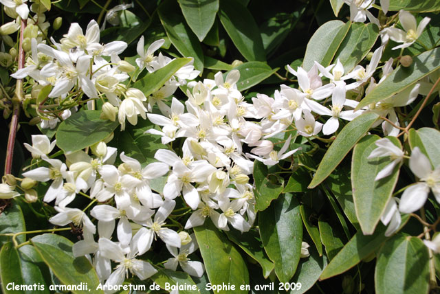 Clematis armandii